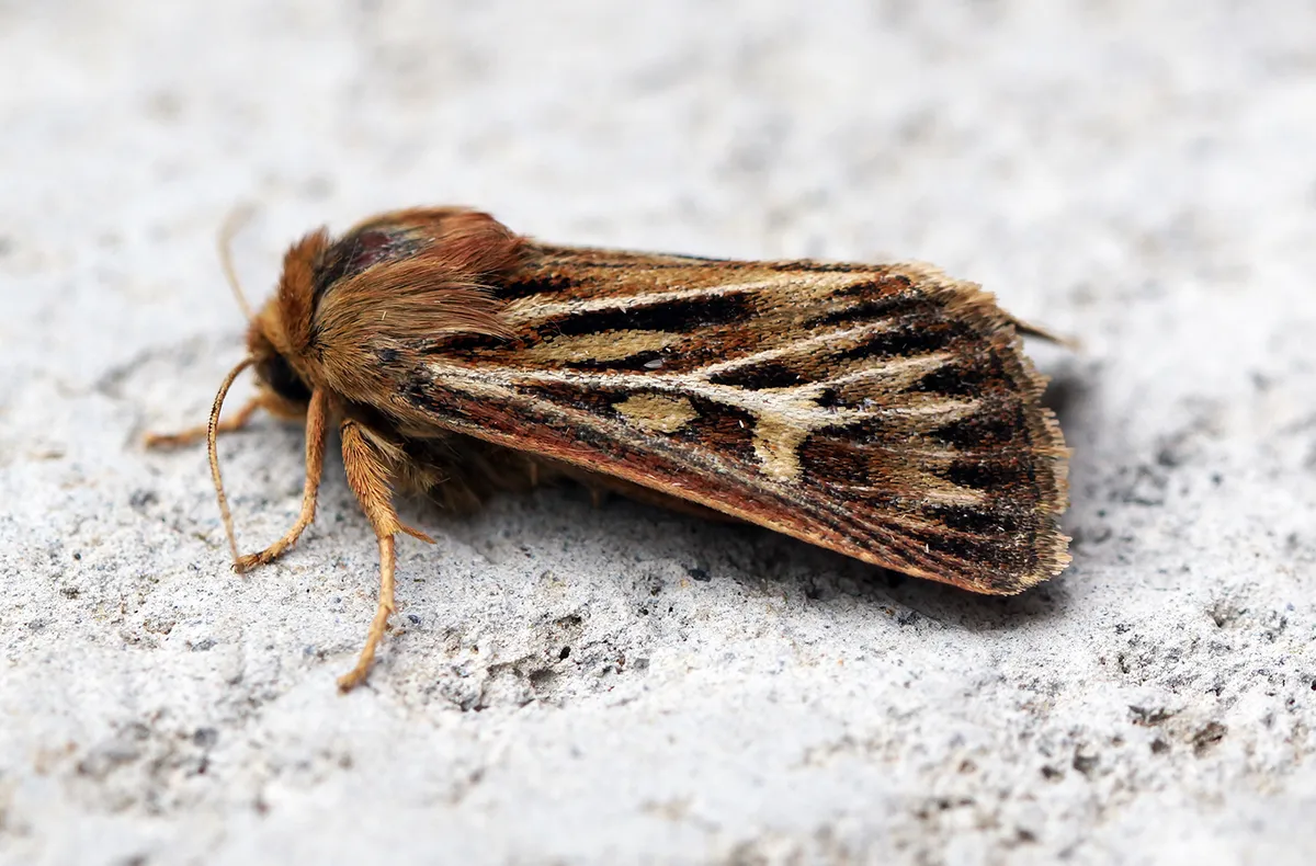 Cutworm Moth
