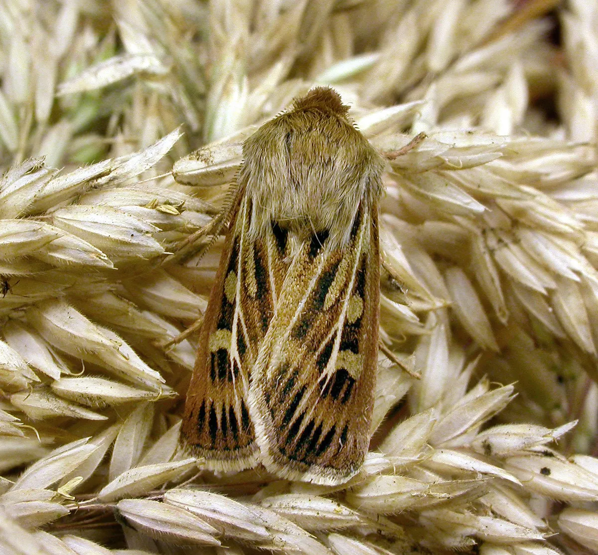 Cutworm Moth