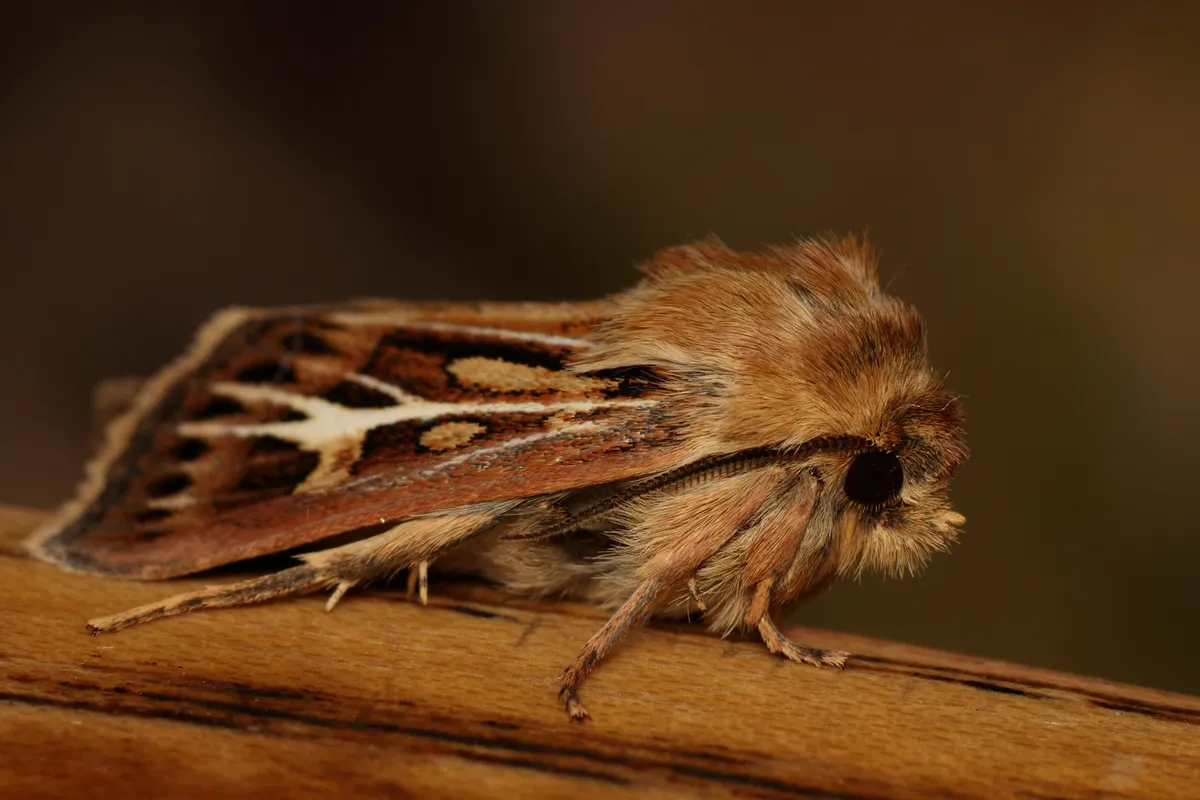 Cutworm Moth