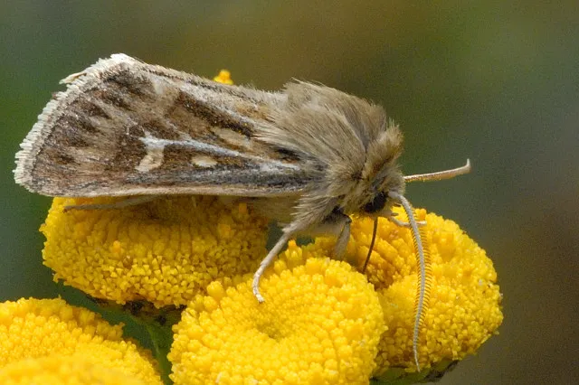 Cutworm Moth