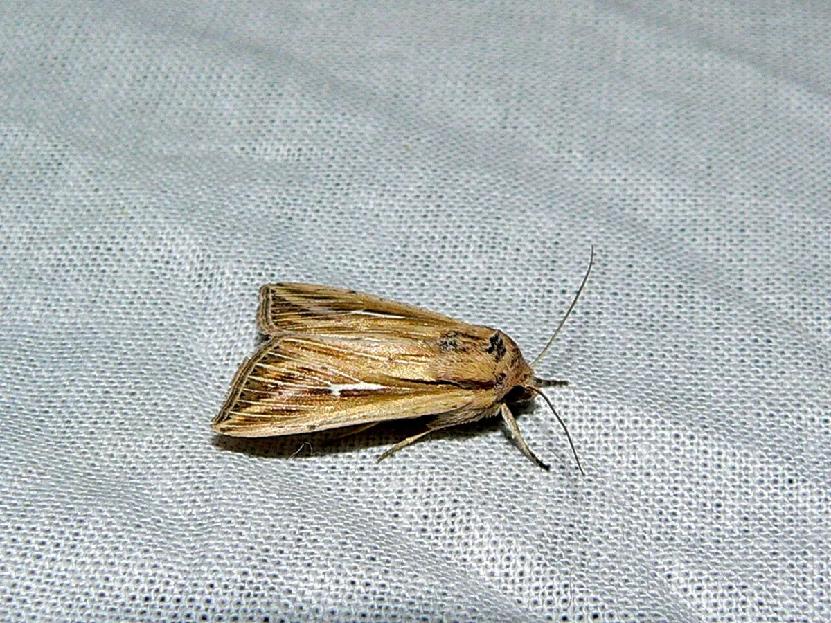 Cutworm Moth
