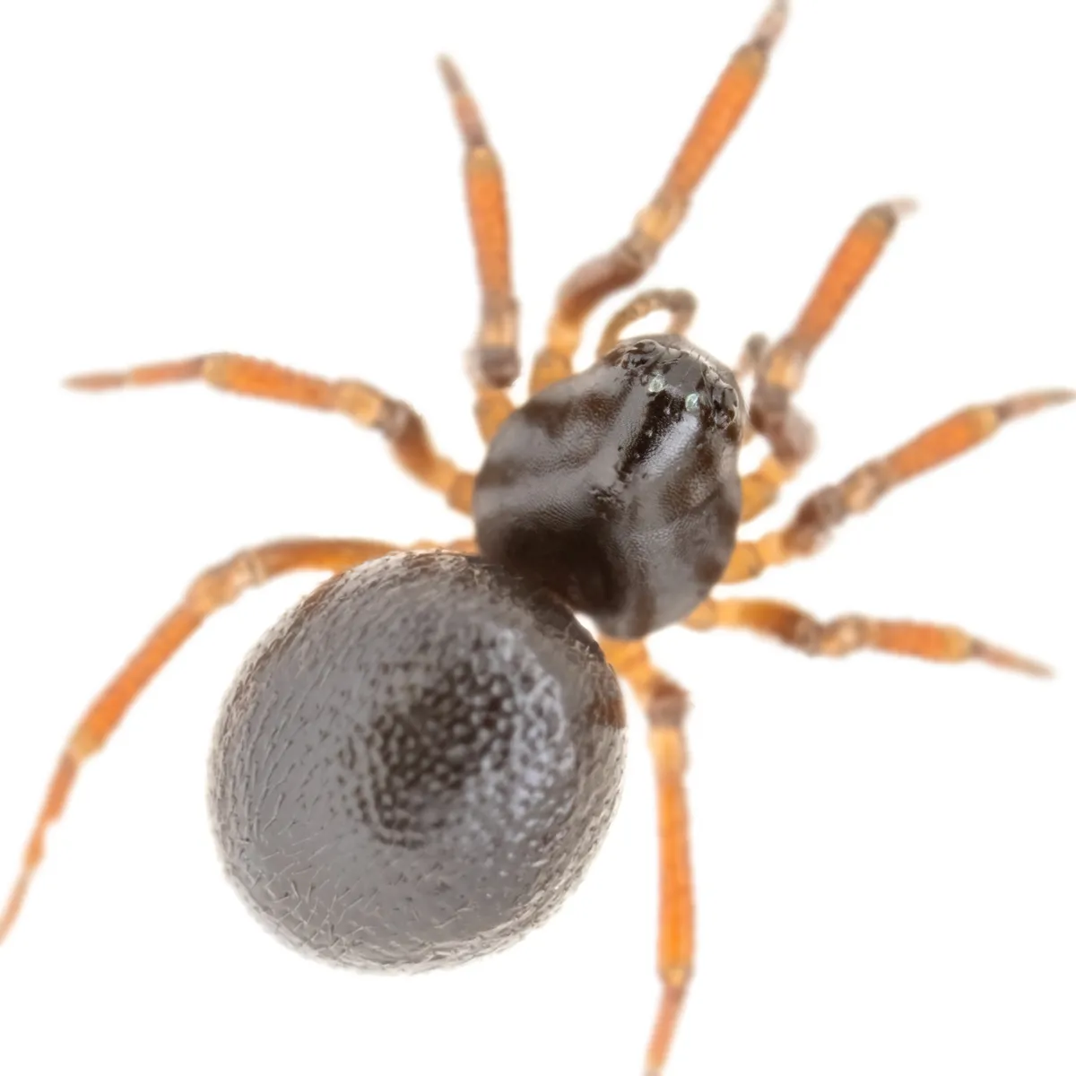 Araña Enana Pequeña