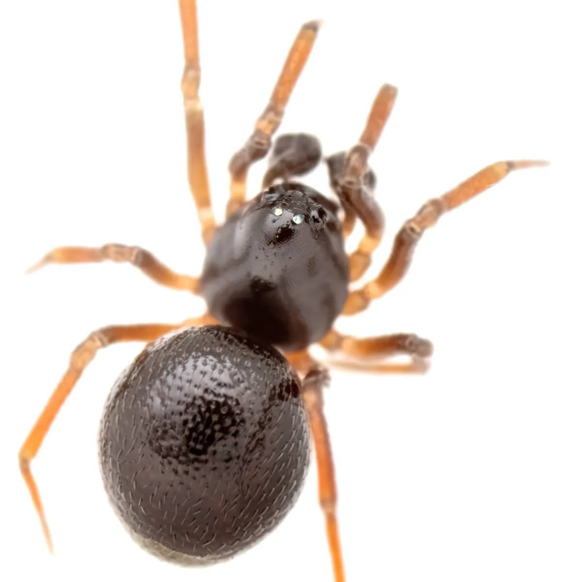 Araña Enana Pequeña