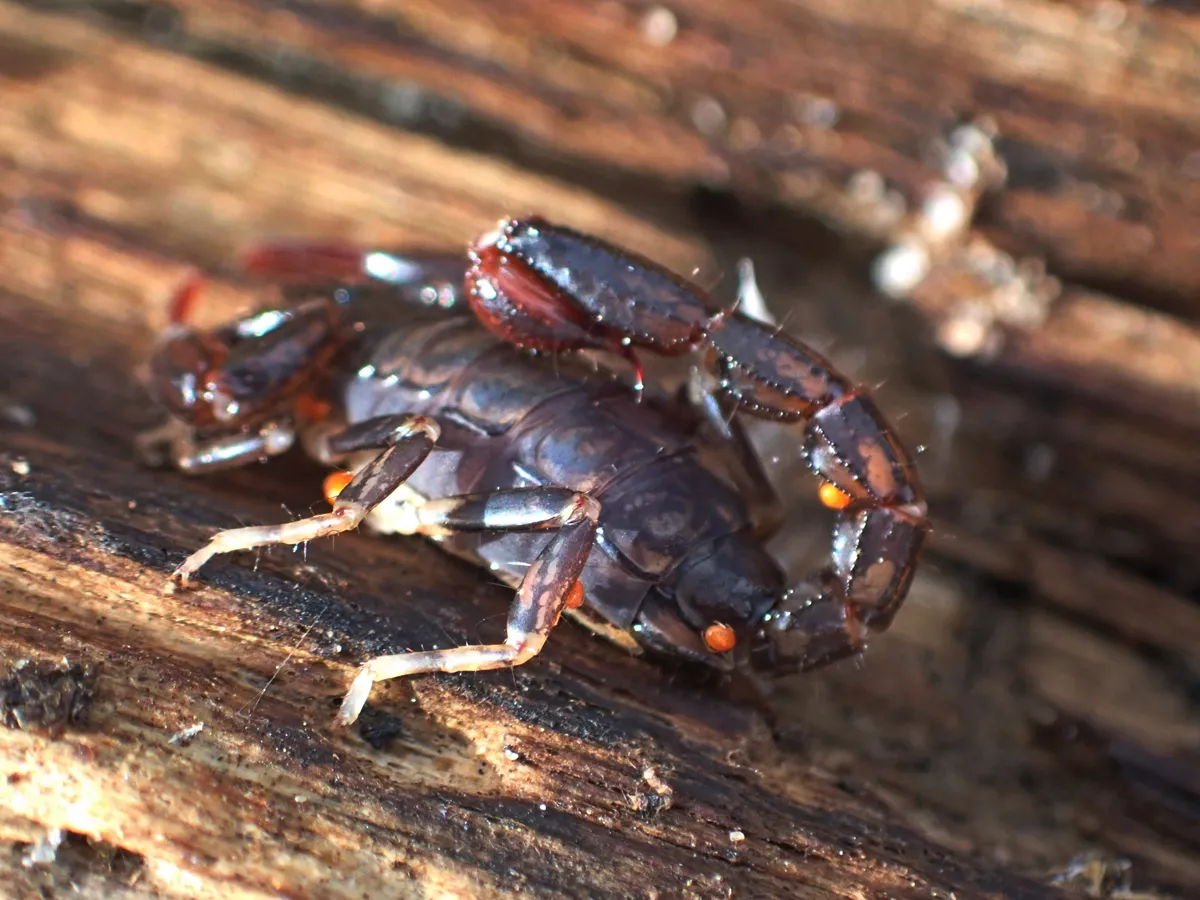 Escorpión Bothriurido del Sur