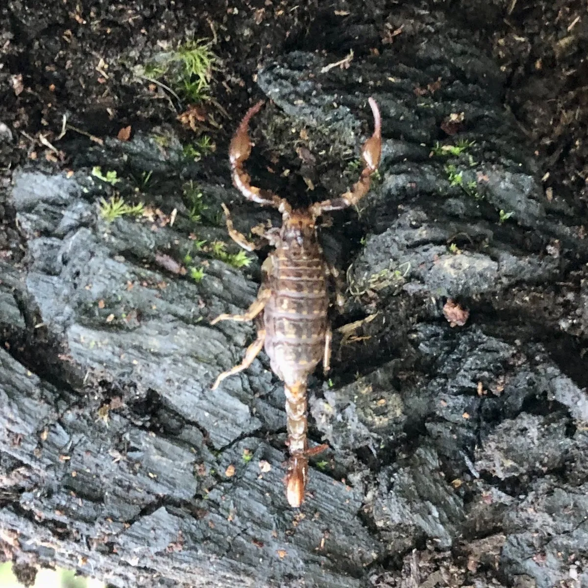 Escorpión Bothriurido del Sur