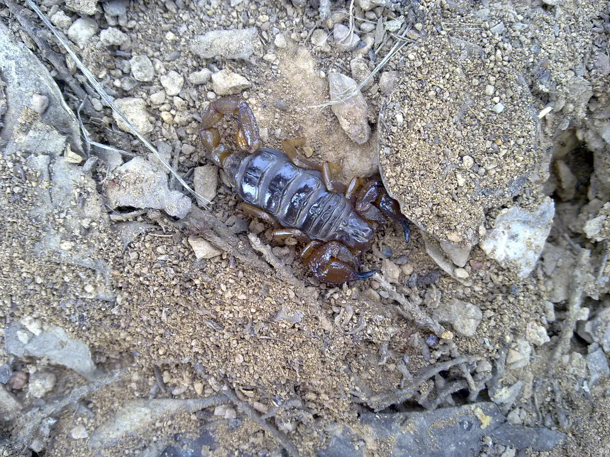 Escorpión Bothriurido del Sur