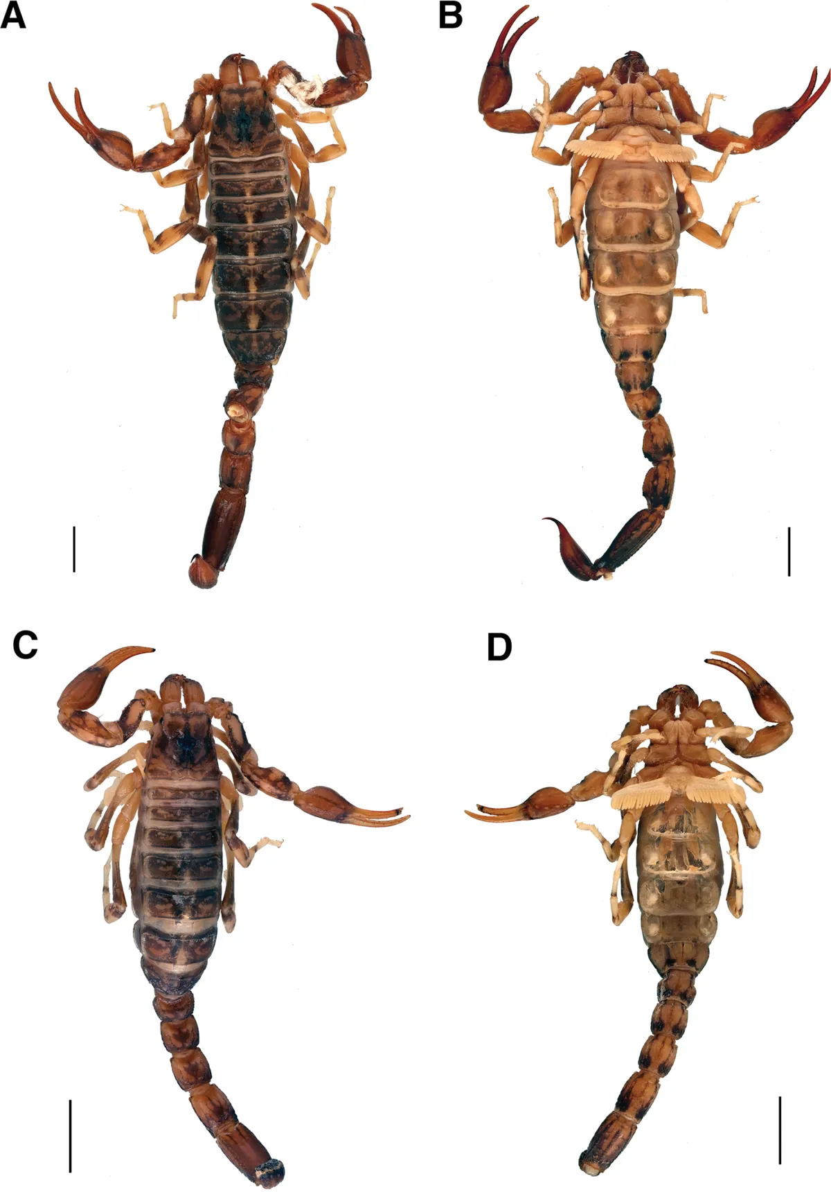 Cercophonius sulcatus