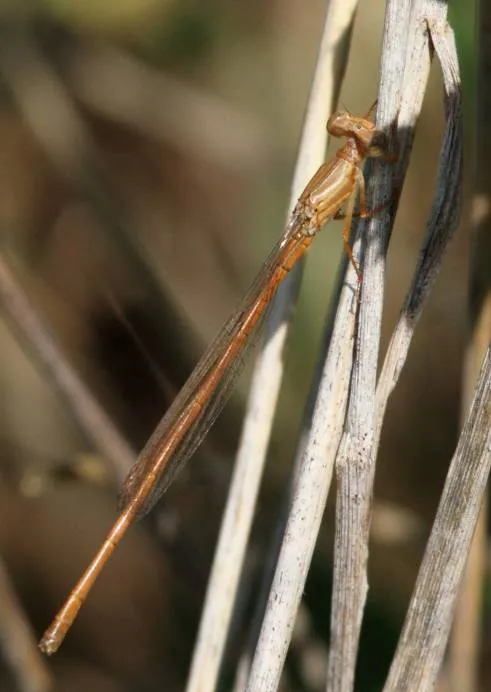 Ceriagrion glabrum