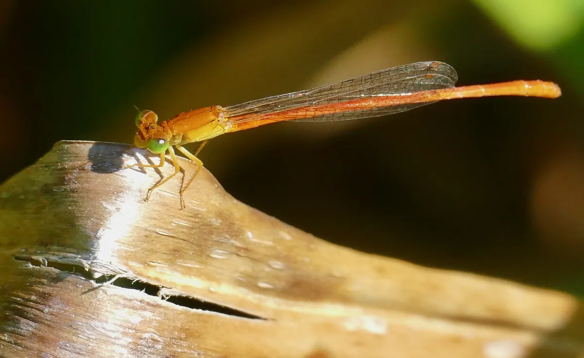 Common Citril, Common Orange, Common Pond Damsel