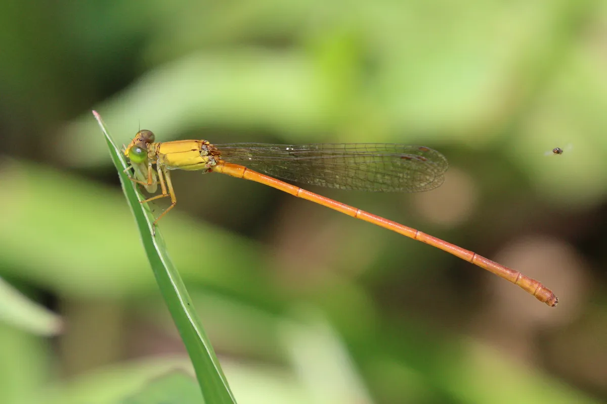 Common Citril, Common Orange, Common Pond Damsel