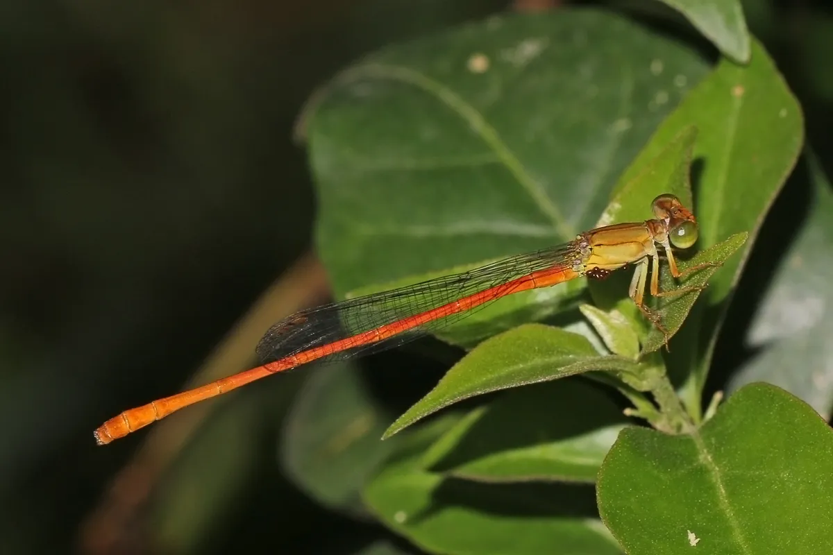 Common Citril, Common Orange, Common Pond Damsel