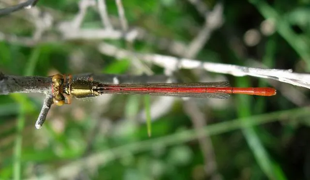 Small Red Damselfly