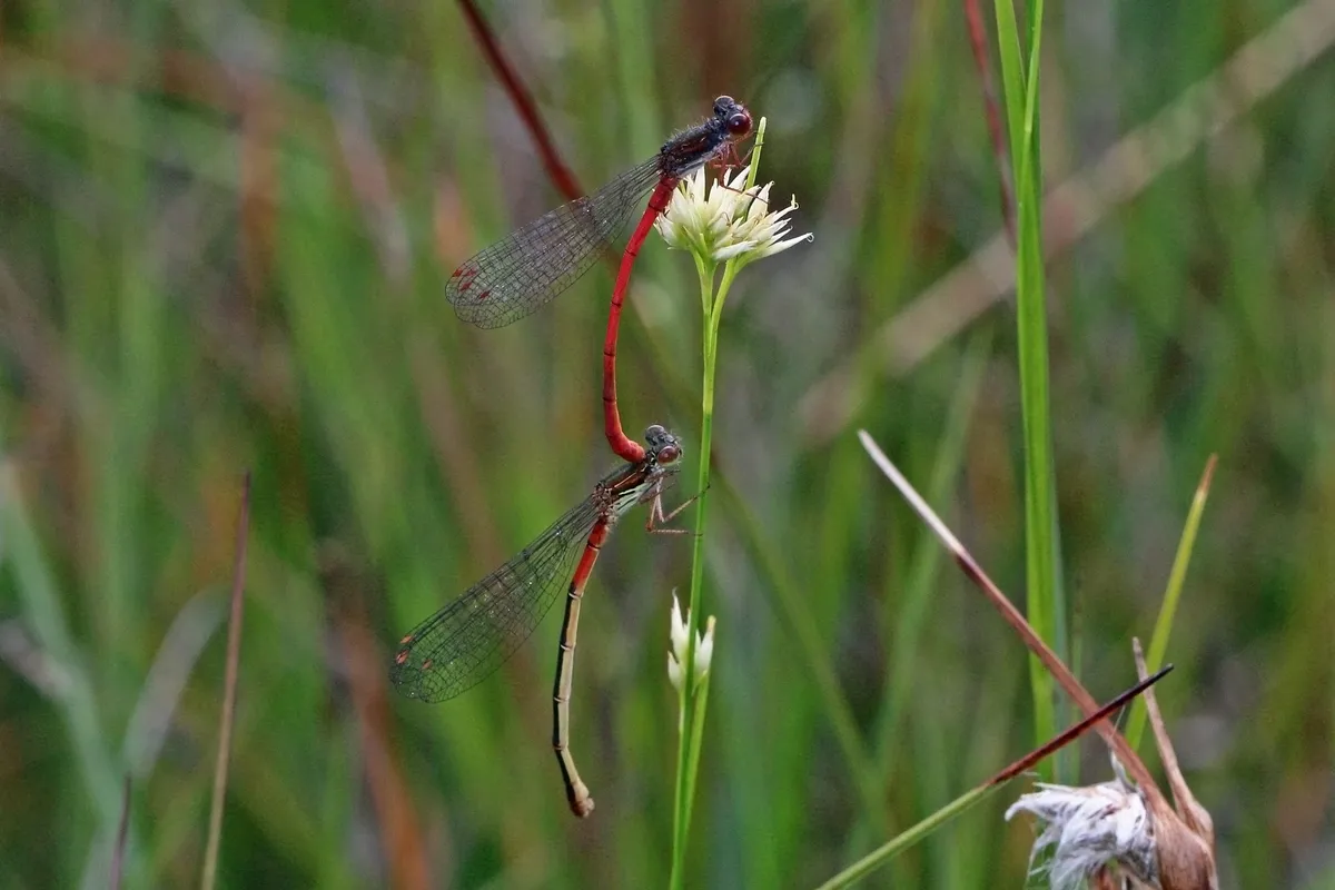 Small Red Damselfly