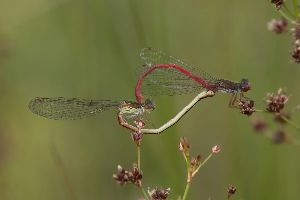 Small Red Damselfly