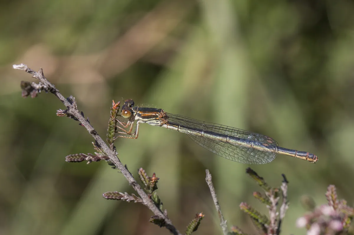 Small Red Damselfly