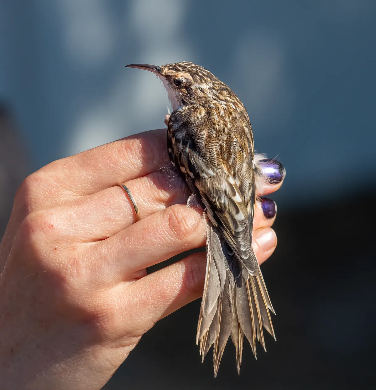 Trepatroncos Americano