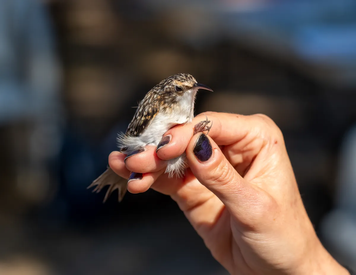 Trepatroncos Americano