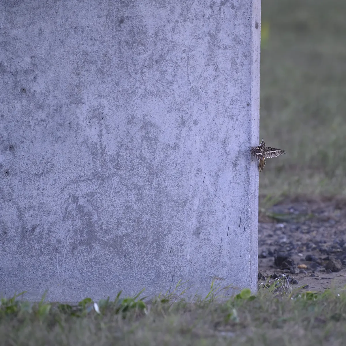 Trepatroncos Americano