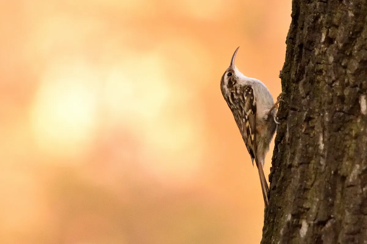 Short-toed Treecreeper