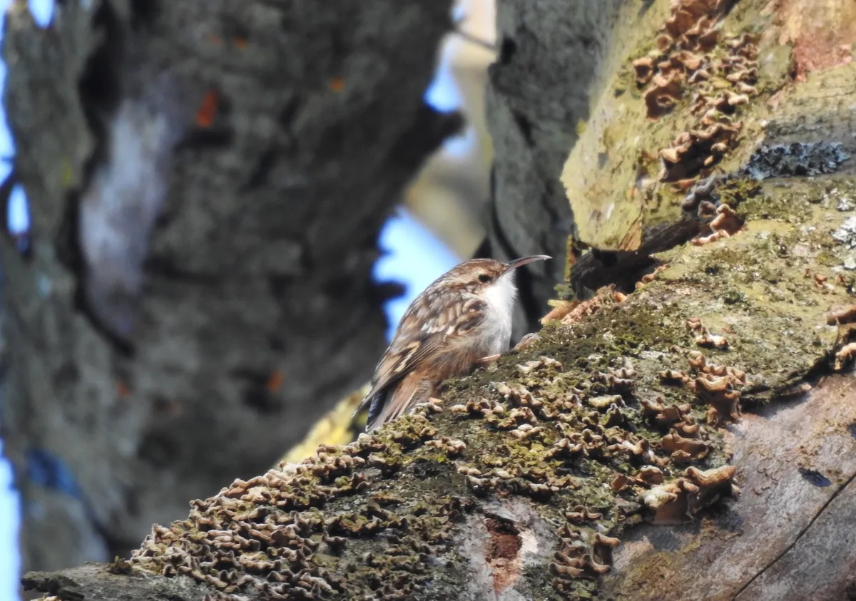 Short-toed Treecreeper