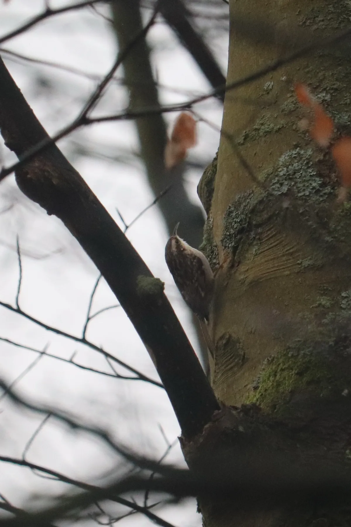 Short-toed Treecreeper