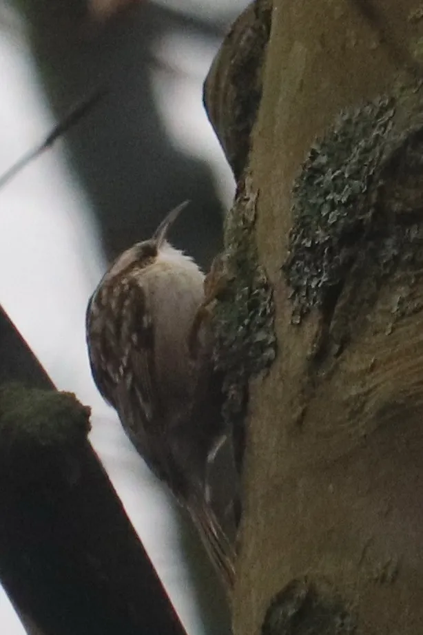 Short-toed Treecreeper