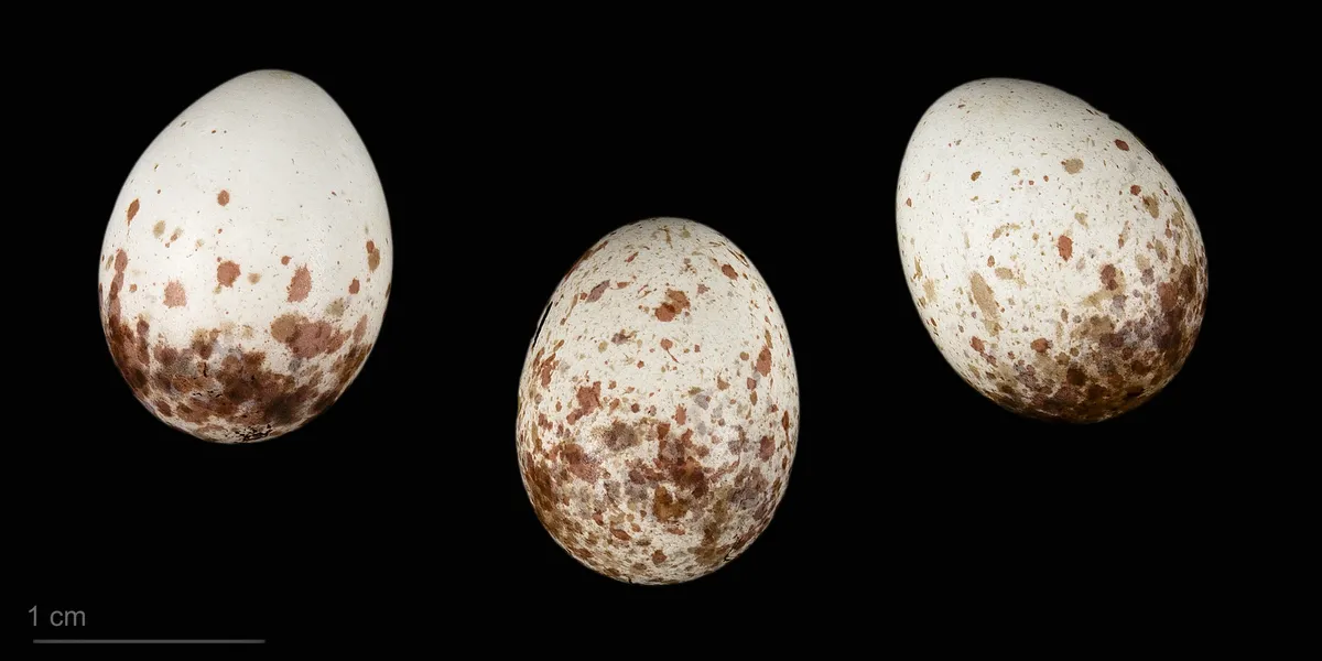 Short-toed Treecreeper