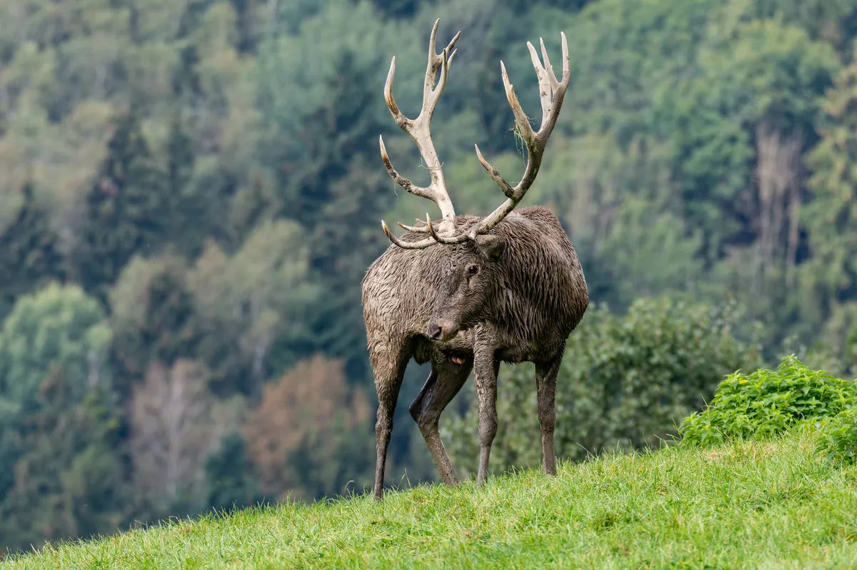 Red Deer