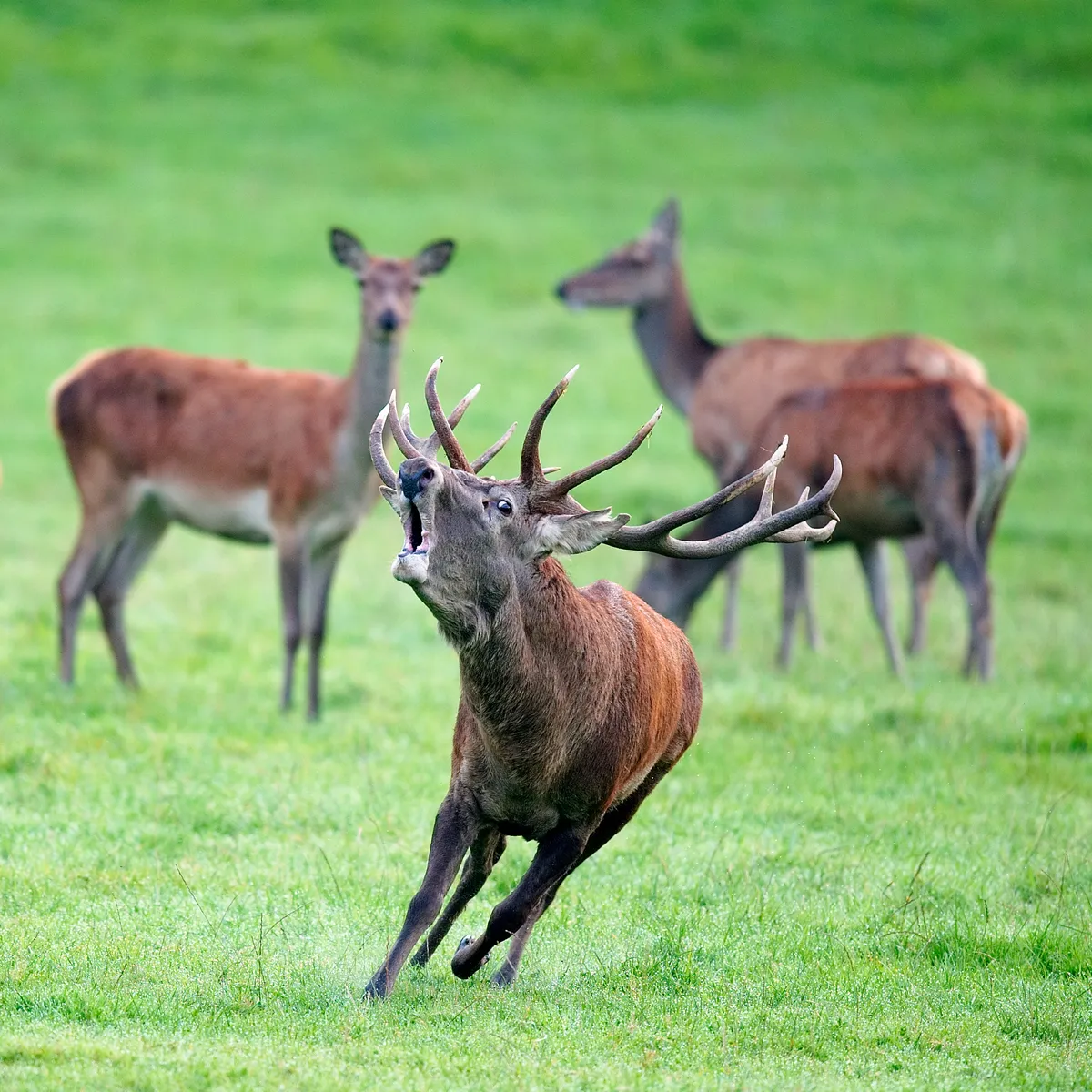 Red Deer