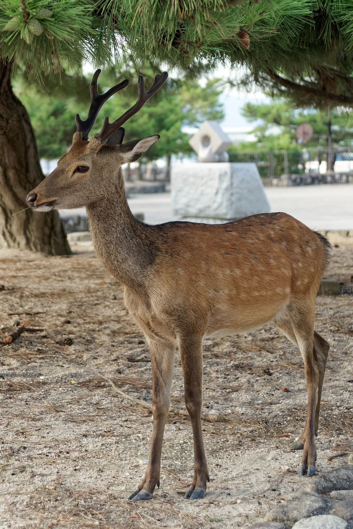 Sika Deer