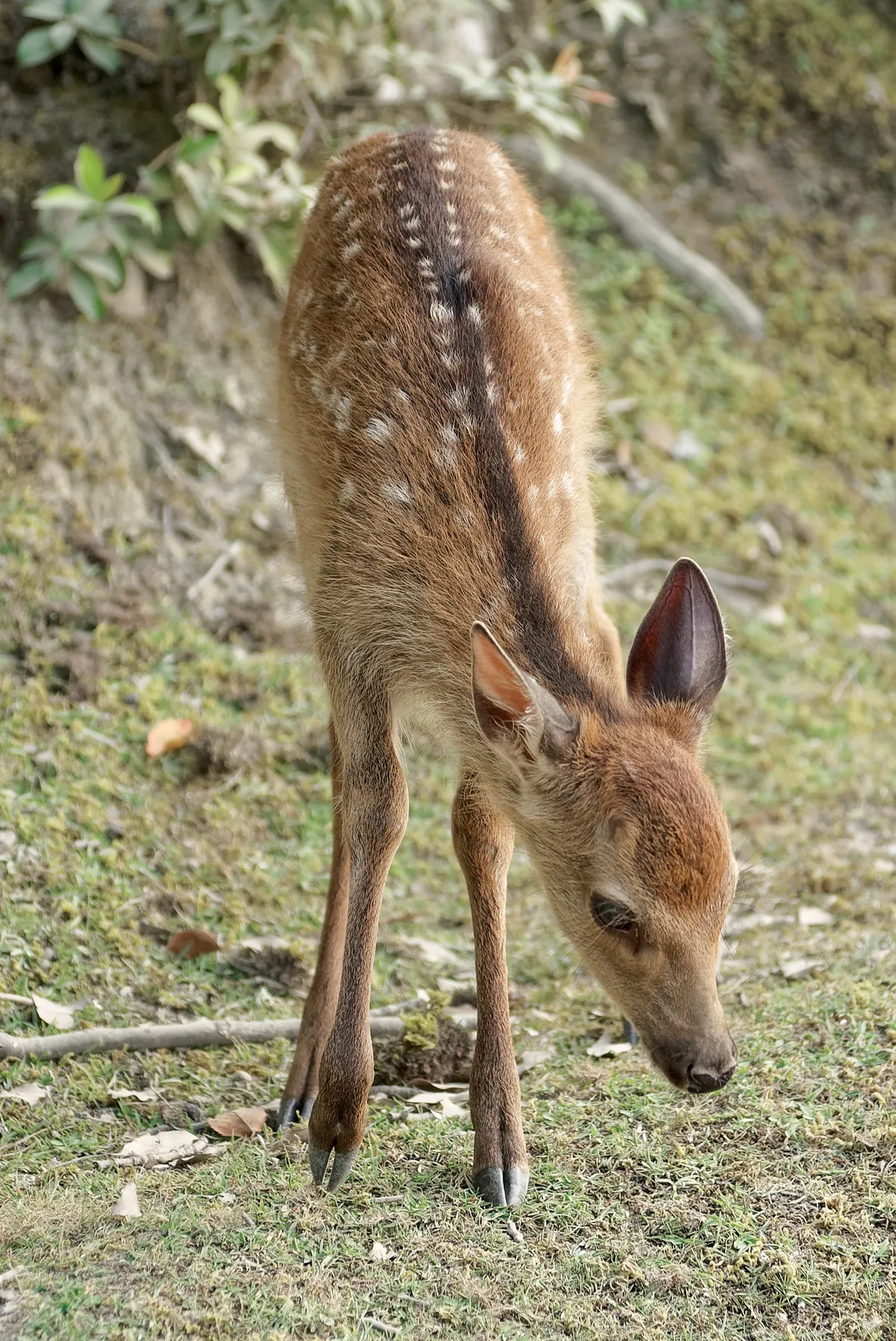 Sika Deer