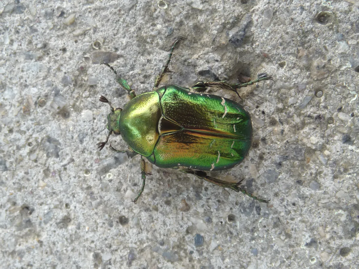 Rose Chafer