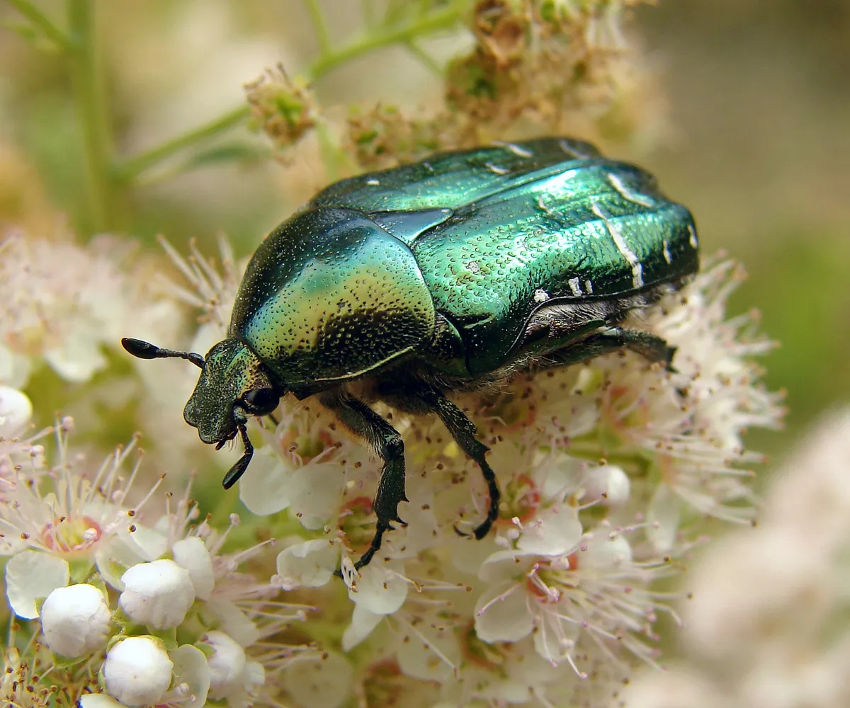 Rose Chafer