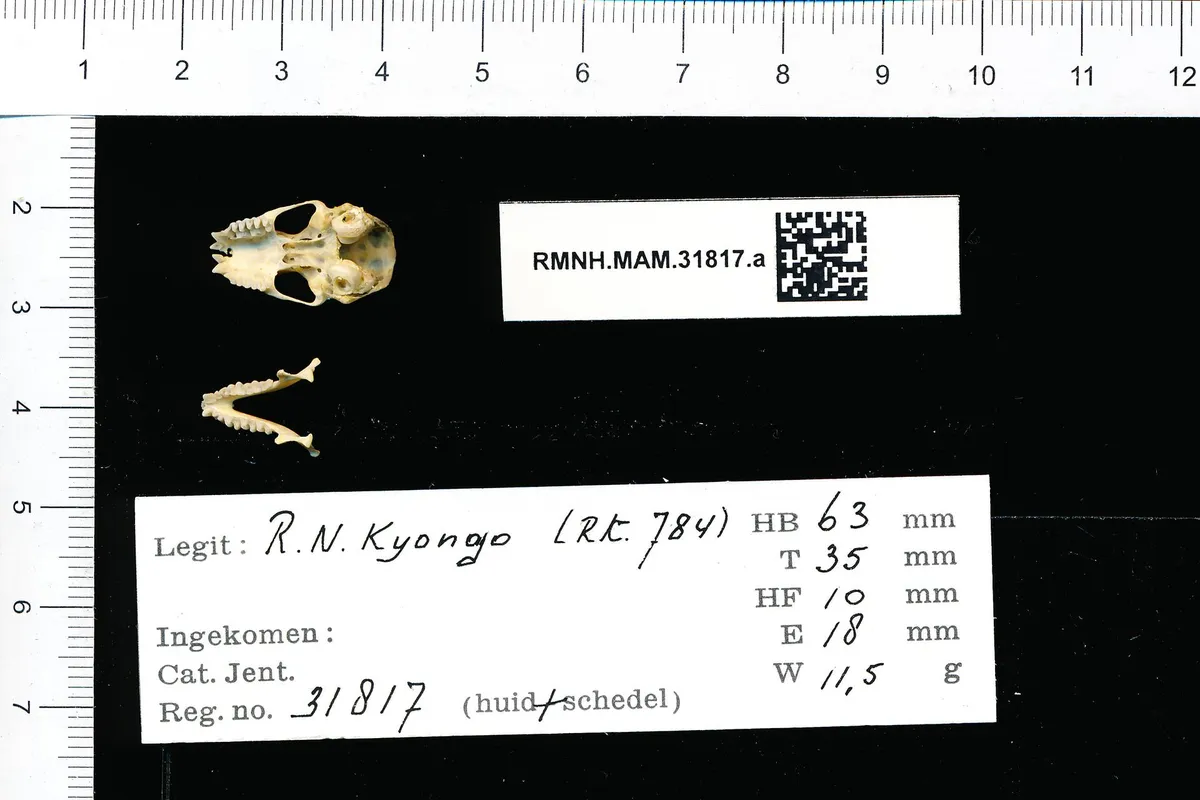 Little Free-tailed Bat