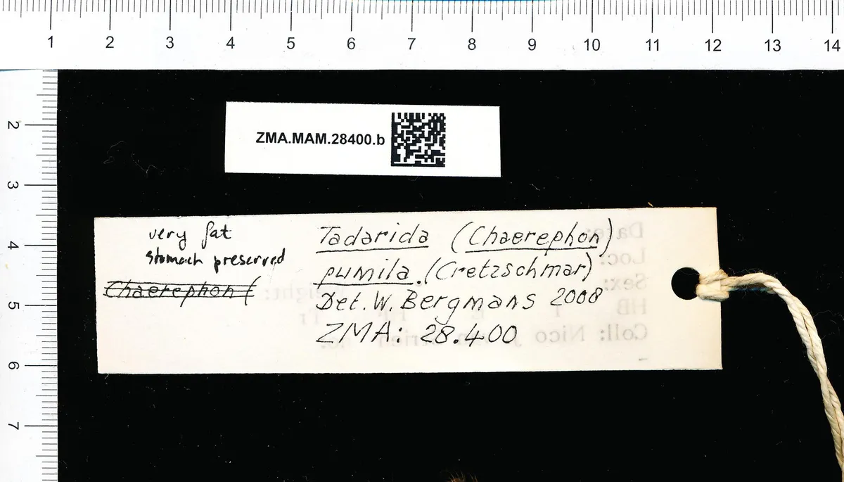 Little Free-tailed Bat