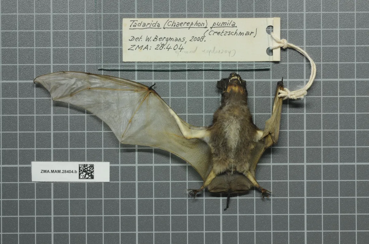 Little Free-tailed Bat