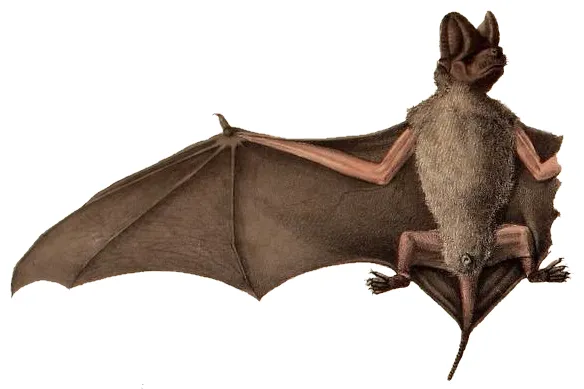 Little Free-tailed Bat