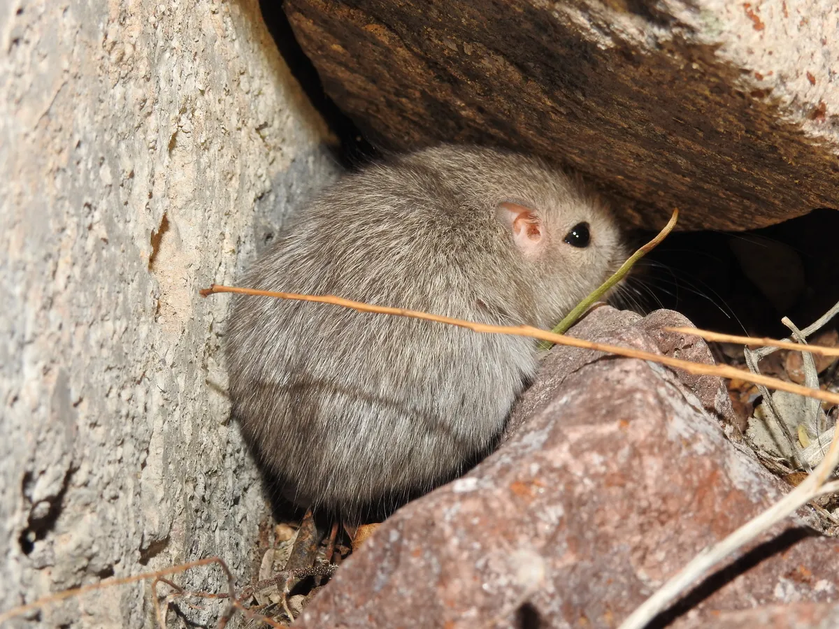 Chaetodipus penicillatus