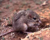 Ratón de Bolsillo del Desierto