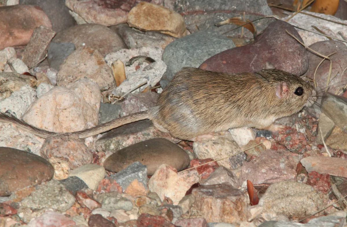 Ratón de Bolsillo del Desierto