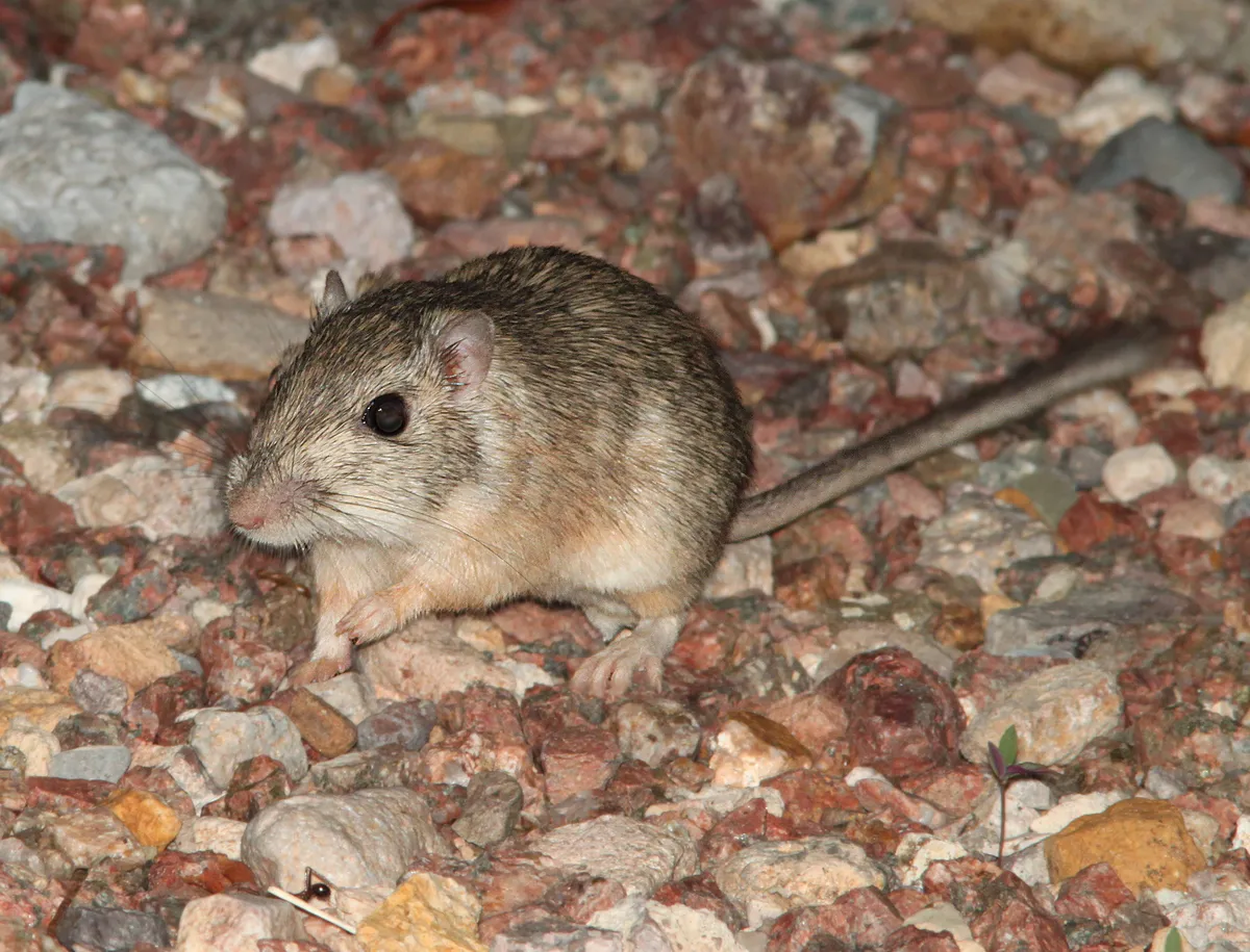 Ratón de Bolsillo del Desierto