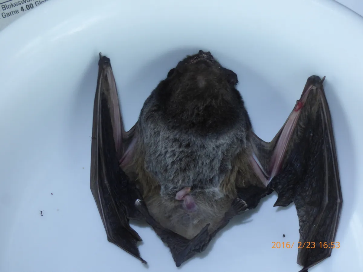 Gould's Wattled Bat