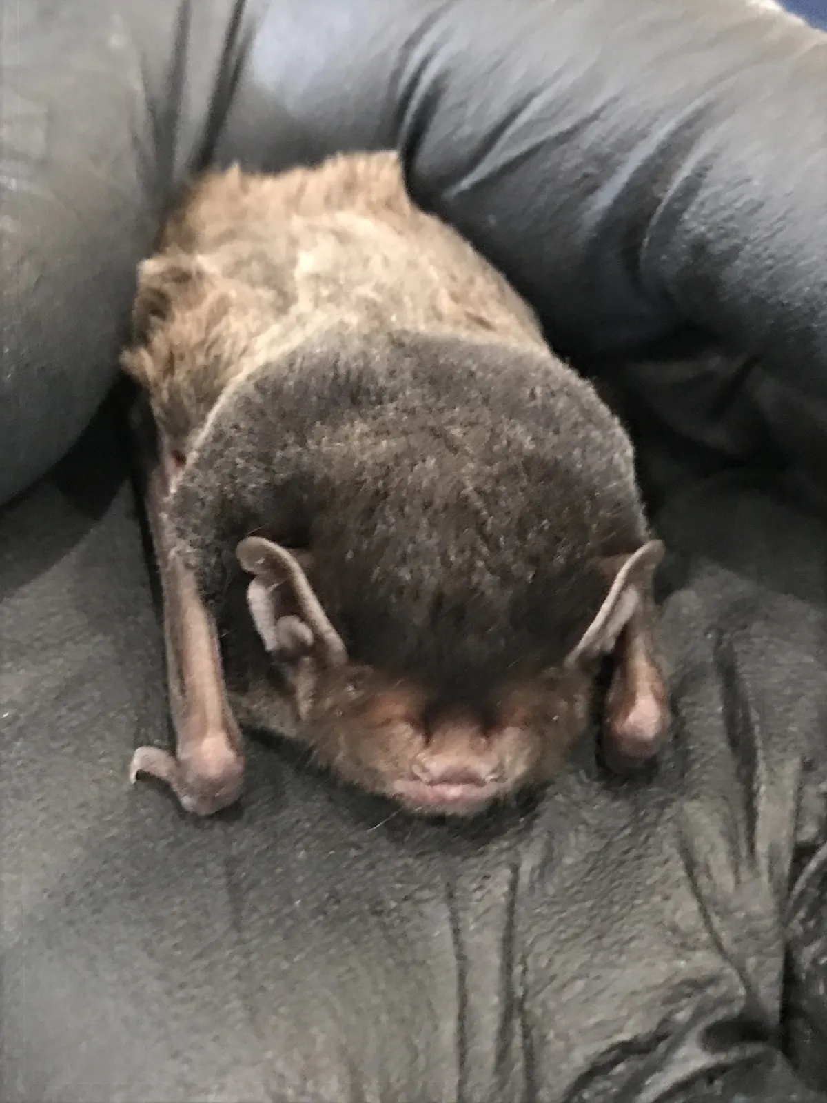 Gould's Wattled Bat
