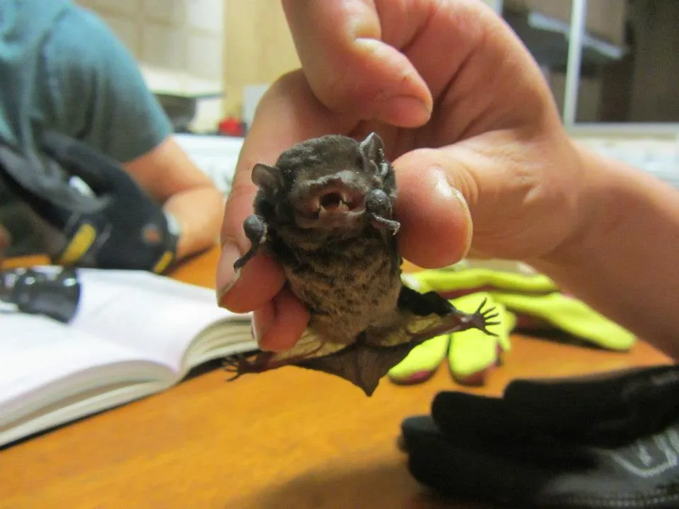 Gould's Wattled Bat