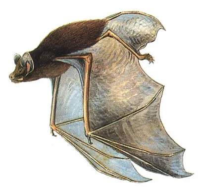 Murciélago de Chocolate