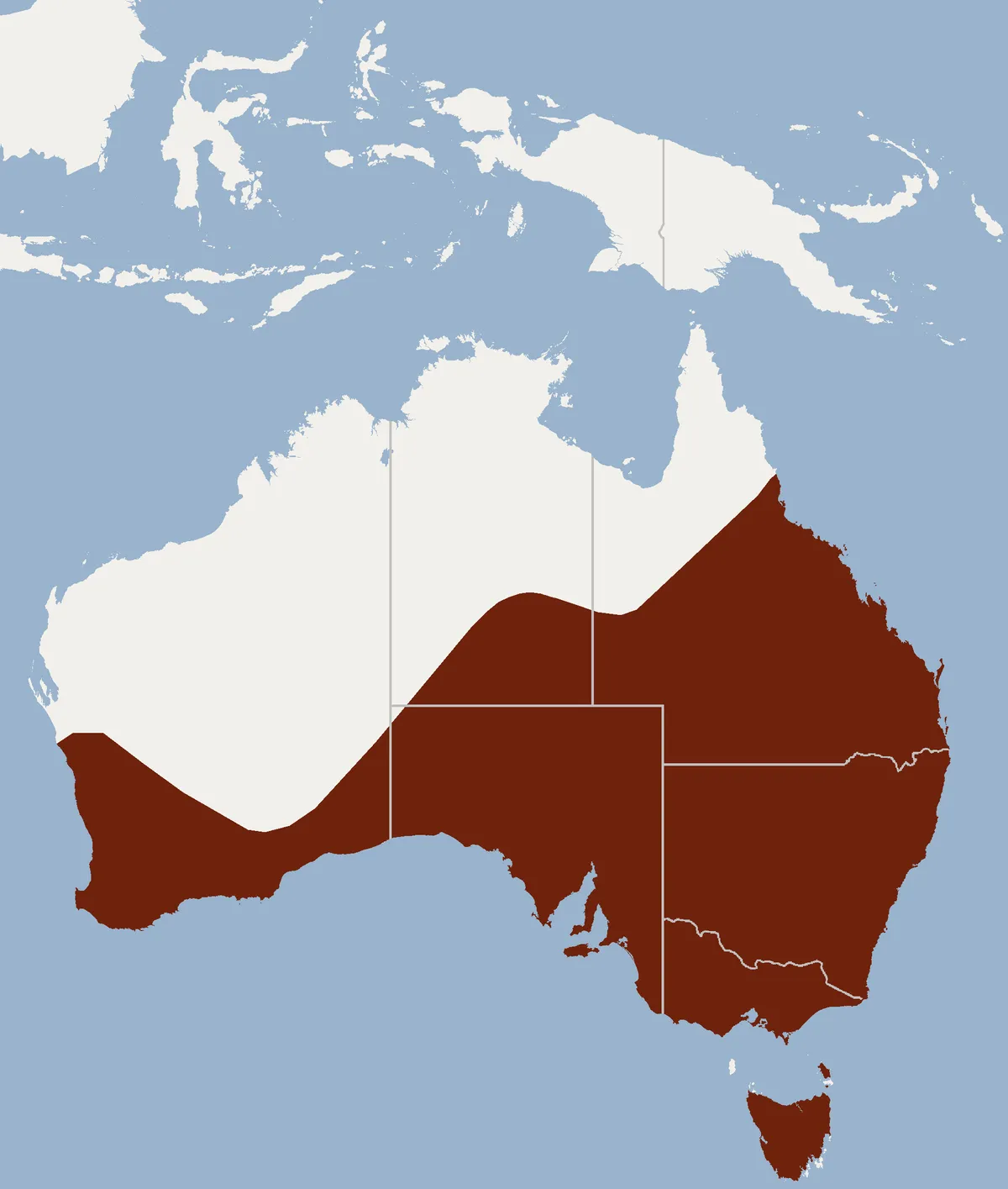 Murciélago de Chocolate