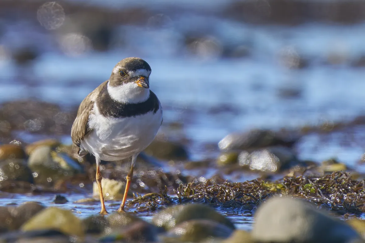 Semipalmated Plover