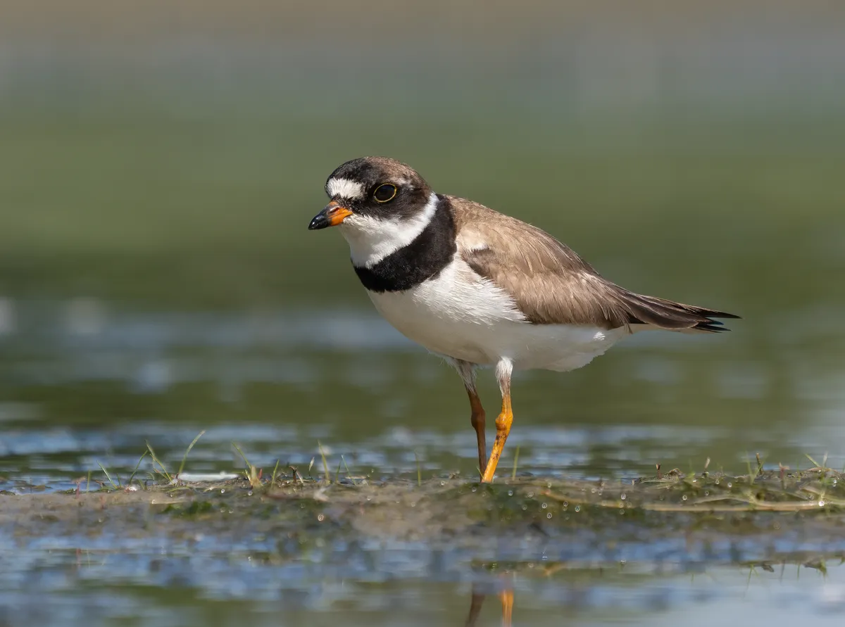 Semipalmated Plover