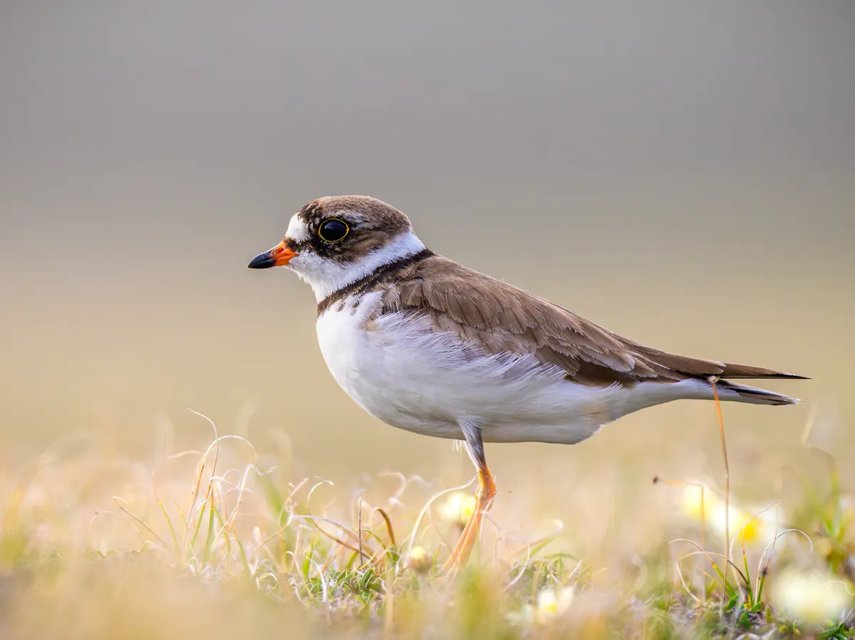 Semipalmated Plover
