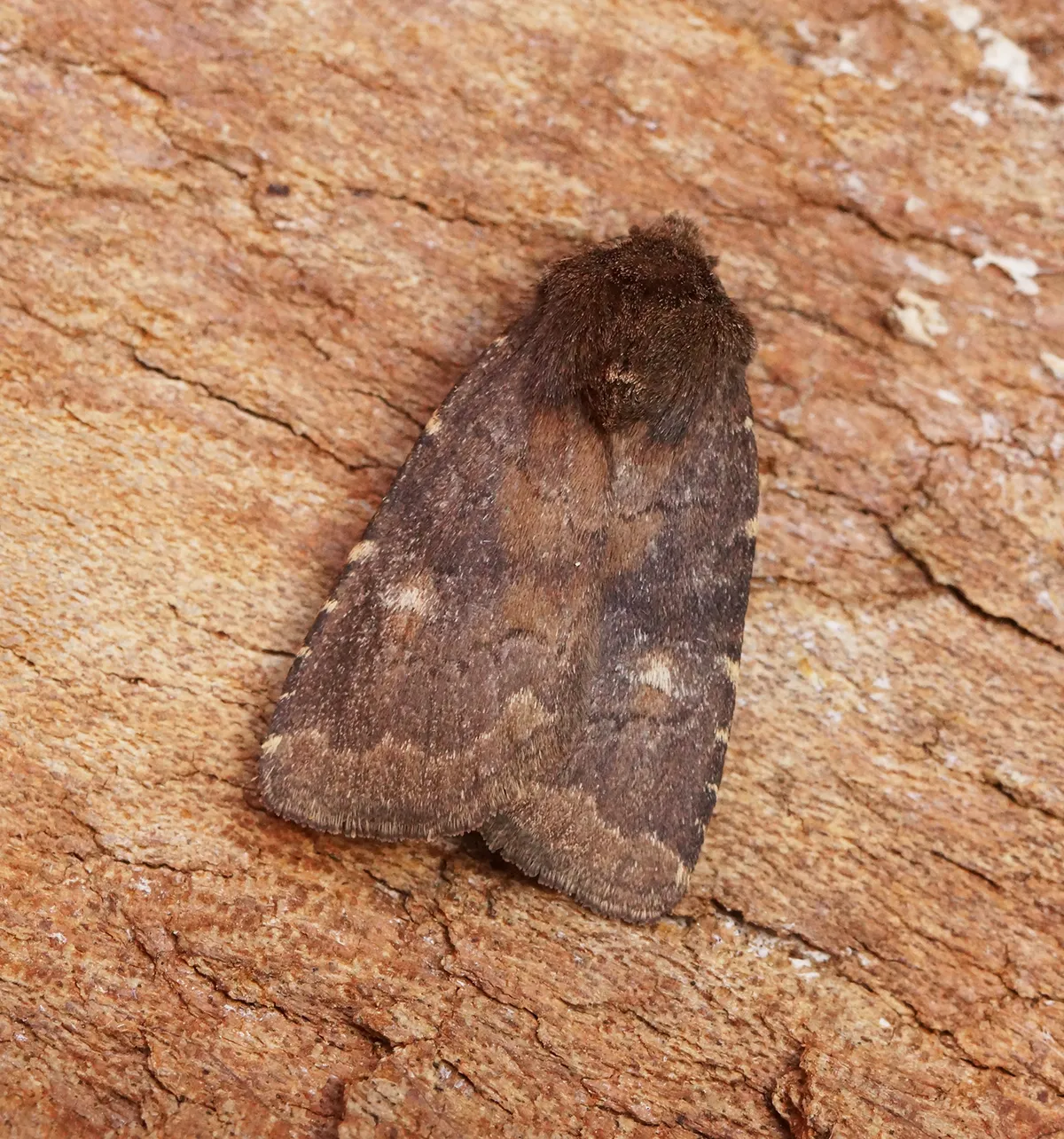 Charanyca ferruginea